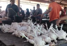 Harga Ayam Potong Turun, Aktivitas Jual Beli di Pasar Induk Lambaro Ikut Lesu