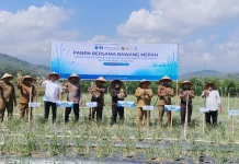 BI Aceh Panen Perdana Bawang Merah di Lahan Bekas Lumpur Banjir Pidie Jaya
