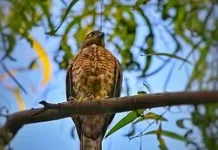 Pengamatan Ungkap Elang Siwah Berkembang Biak di Aceh