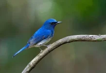 Sikatan Aceh, Burung Misterius yang Masih Dicari Peneliti