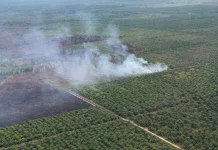Lebih 150 Hektar Lahan Gambut di Aceh Terbakar, Pemerintah Aceh: Hidupkan Hukum Adat