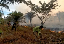 Kebakaran Lahan Sawit di Aceh Barat Belum Padam, Petugas Berjibaku Jinakkan Api