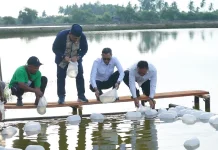 Tambak dan Kebun Kopi Dipulihkan, Pemulihan Ekonomi Aceh Terus Diakselerasi