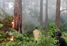 Karhutla di Aceh Besar, 10 Hektar Hutan Pinus Terbakar