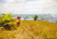 Lahan Sawit Seluas 10 Hektare Terbakar di Lhokseumawe