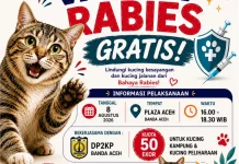 Vaksin Rabies Gratis Disediakan untuk 50 Ekor Kucing di Banda Aceh