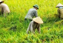 Nilai Tukar Petani Aceh Meningkat, Kinerja Pertanian Terus Menguat pada Juli 2026
