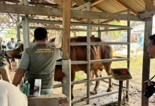 Pulihkan Peternak Pascabencana, Kementan Salurkan Bantuan Pakan 33 Ribu Ton