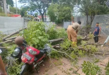 Angin Kencang di Aceh Besar: Atap Rumah Beterbangan, Pohon Tumbang Timpa Kendaraan