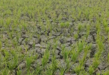 Ribuan Hektar Lahan Sawah di Aceh Besar Terdampak Kekeringan