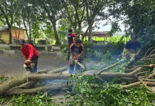 Angin Kencang Tumbangkan Pohon di Ruas Jalan Aceh Besar
