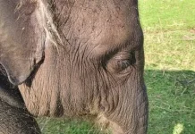 Gajah Yuna Mati Mendadak, Diduga Terpapar Virus Mematikan