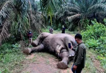Dua Gajah Sumatera Mati Beruntun di Aceh, BKSDA Diminta Lakukan Evaluasi