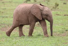 Mengenal Virus EEHV yang Bikin Gajah Yuna Mati Mendadak