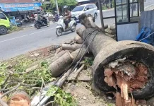 Pohon Tumbang Renggut Nyawa di Pidie harus jadi Alarm Keselamatan Jalan di Aceh