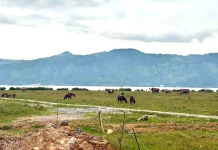 Aceh Tengah Pulihkan 1.496 Hektare Sawah