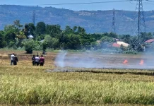 Lahan Persawahan Seluas Tujuh Hektar Terbakar di Aceh Besar