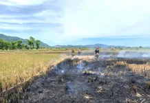 Tiga Hektare Lahan Persawahan Pascapanen Terbakar di Kayee Lee Aceh Besar