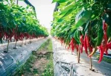 Dari Tangan Petani Gayo, hingga Lahir Sambal yang Menjelajah Nusantara