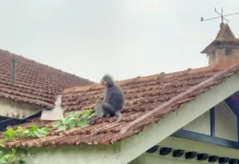 Mengenal Lutung Dusky, Primata Langka Penghuni Penang Hill yang Terancam Punah