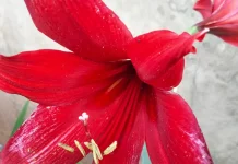 Amarilis Merah, Bunga Musiman dari Hutan Tropis yang Rutin Mekar