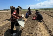Sektor Pertanian Pidie Kembali Produktif, Pemulihan Sawah Rusak Berat Dipercepat