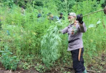 Ribuan Batang Ganja Dimusnahkan di Pegunungan Seulimum Aceh Besar