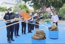 BNNP Aceh Musnahkan 44 Kilogram Ganja dan 2,9 Kilogram Sabu