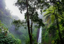 Melindungi Hutan terbukti Lebih Hemat Biaya dari pada Menanam Ulang