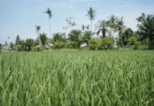 SID Dibagi per Klaster, Pemulihan Sawah Terdampak Bencana Dipercepat