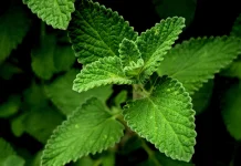 Manfaat Daun Mint untuk Kesehatan