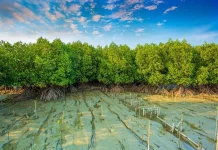 Mangrove Lamteh Disiapkan Jadi Destinasi Ekowisata