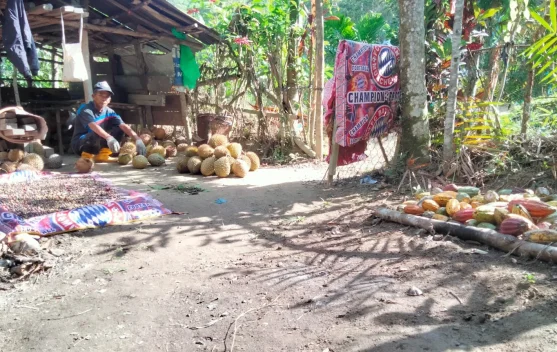 Kisah Pak Him Menikmati Pensiun di Kebun Durian
