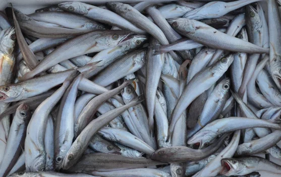 Owner UMKM Bagikan Tips Memilih Ikan Segar