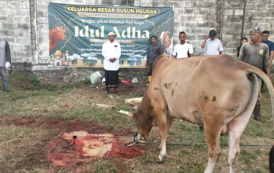 Semangat Gotong Royong Warnai Ibadah Kurban di Lamteumen Timur, 42 Sapi Disembelih