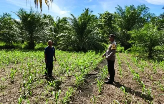 Polsek Teunom Pantau Pertumbuhan Jagung Kelompok Tani Black