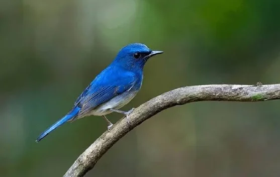 Sikatan Aceh, Burung Misterius yang Masih Dicari Peneliti