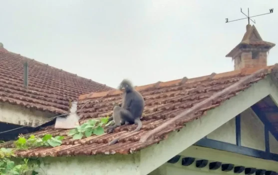 Mengenal Lutung Dusky, Primata Langka Penghuni Penang Hill yang Terancam Punah