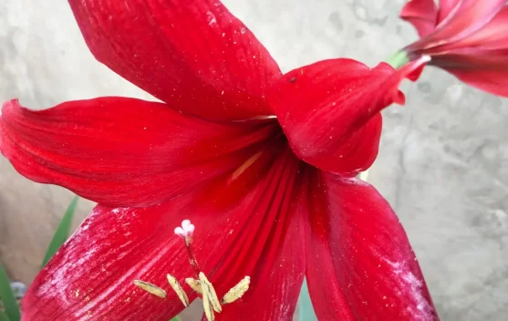 Amarilis Merah, Bunga Musiman dari Hutan Tropis yang Rutin Mekar