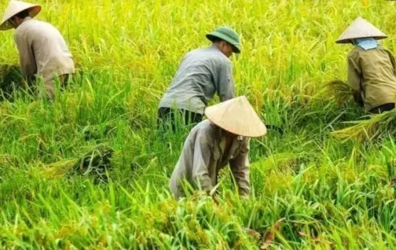 Nilai Tukar Petani Aceh Naik 0,90 Persen, Capai 129,21 pada September 2026