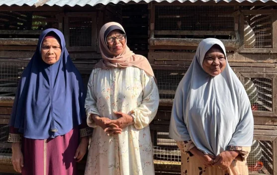 Ternak Ayam Jadi Jalan Kemandirian Ekonomi Lansia di Lamhlom Aceh Besar