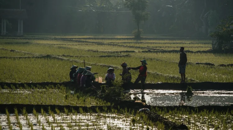 Lampung Jadi Potret Keberagaman Budaya Nusantara yang Harmonis