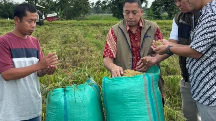 Bulog Lampung Intensif Serap Gabah Petani di Bulan Ramadhan