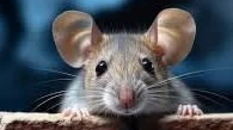Cara Menggusir Tikus tanpa Racun