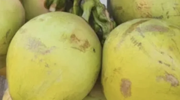 Air Dugan Hijau, Minuman Alami  Segudang Manfaat
