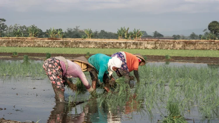 Kesejahteraan Petani Lampung Meningkat, NTP Februari 2026 Naik 1,46 Persen