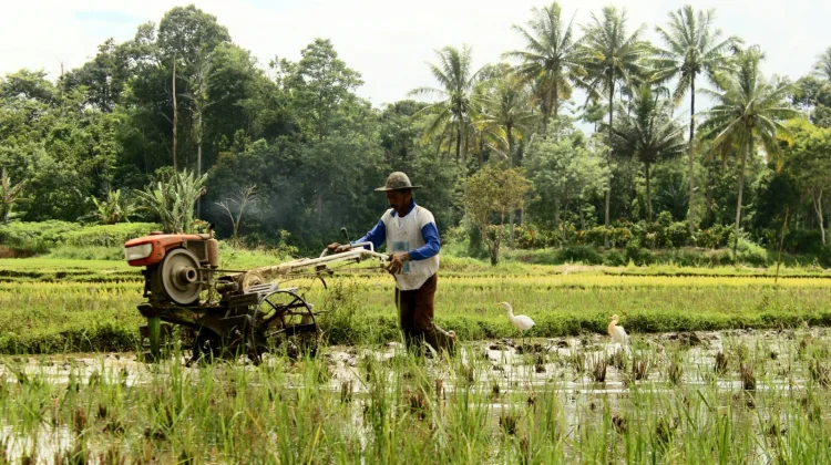 Usaha Pertanian Lampung Semakin Efisien, NTUP Februari 2026 Tumbuh Positif