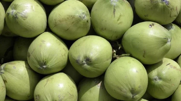 Apa yang Terjadi jika Minum Air Kelapa Setiap Hari?