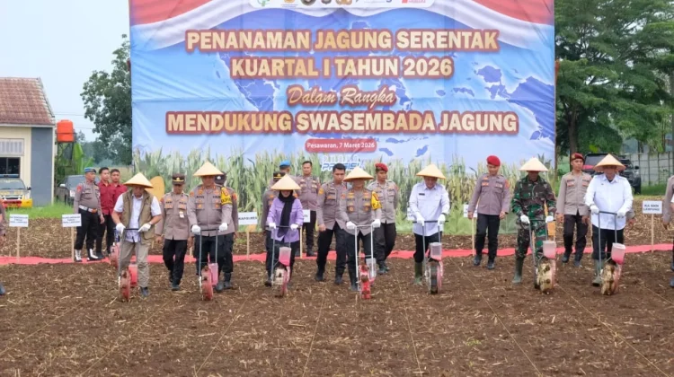 Dorong Ketahanan Pangan Penanaman Jagung Serentak Digelar di Pesawaran