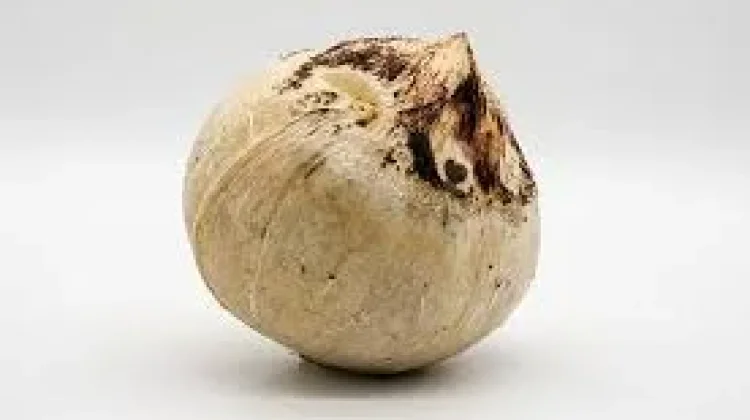 Tak Hanya Nikmat, Kelapa Bakar ternyata Punya Banyak Khasiat